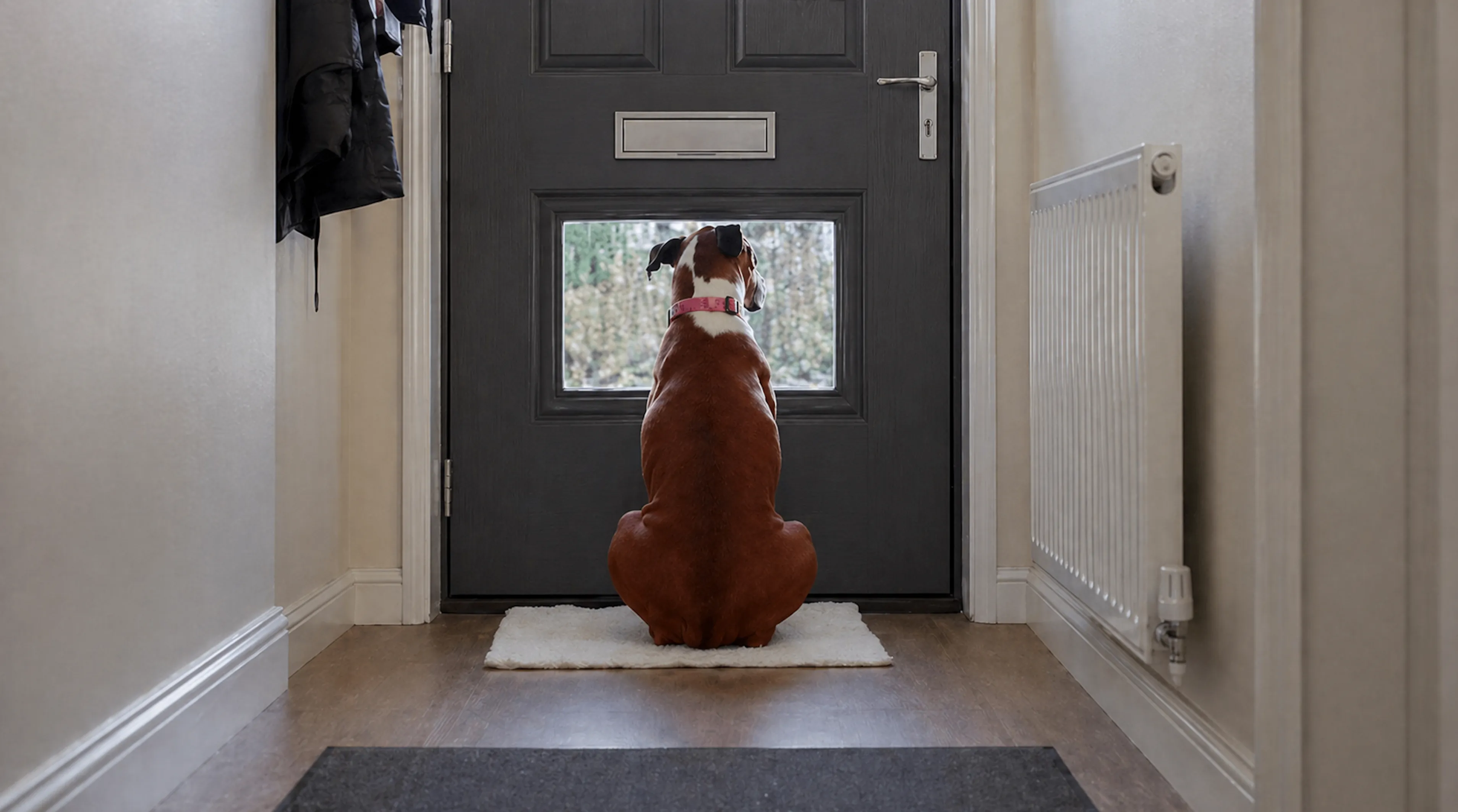 A brown and white dog sitting calmly in a hallway waiting by a door