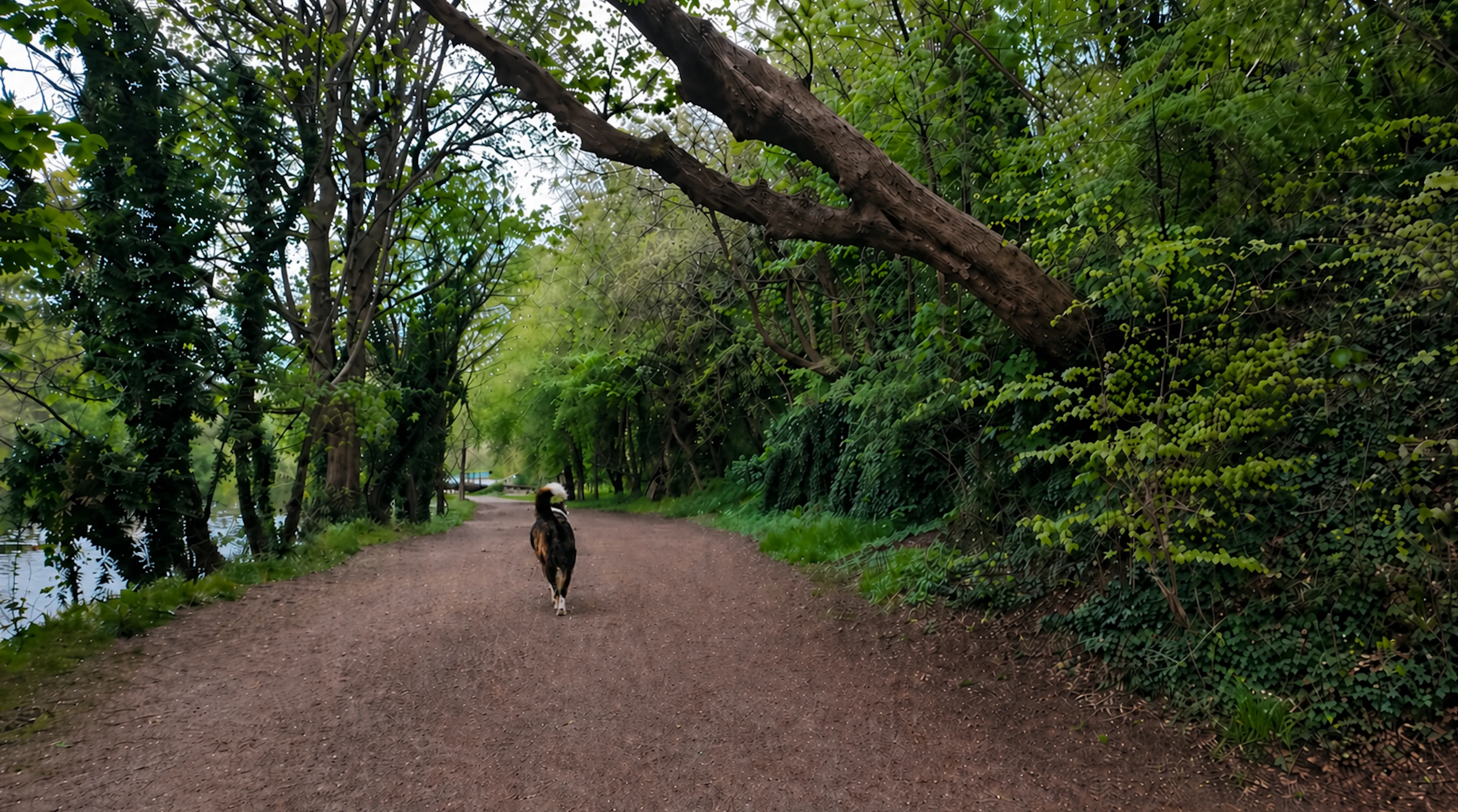 A dog walking ahead on a tree-lined path in Livingston-style woodland