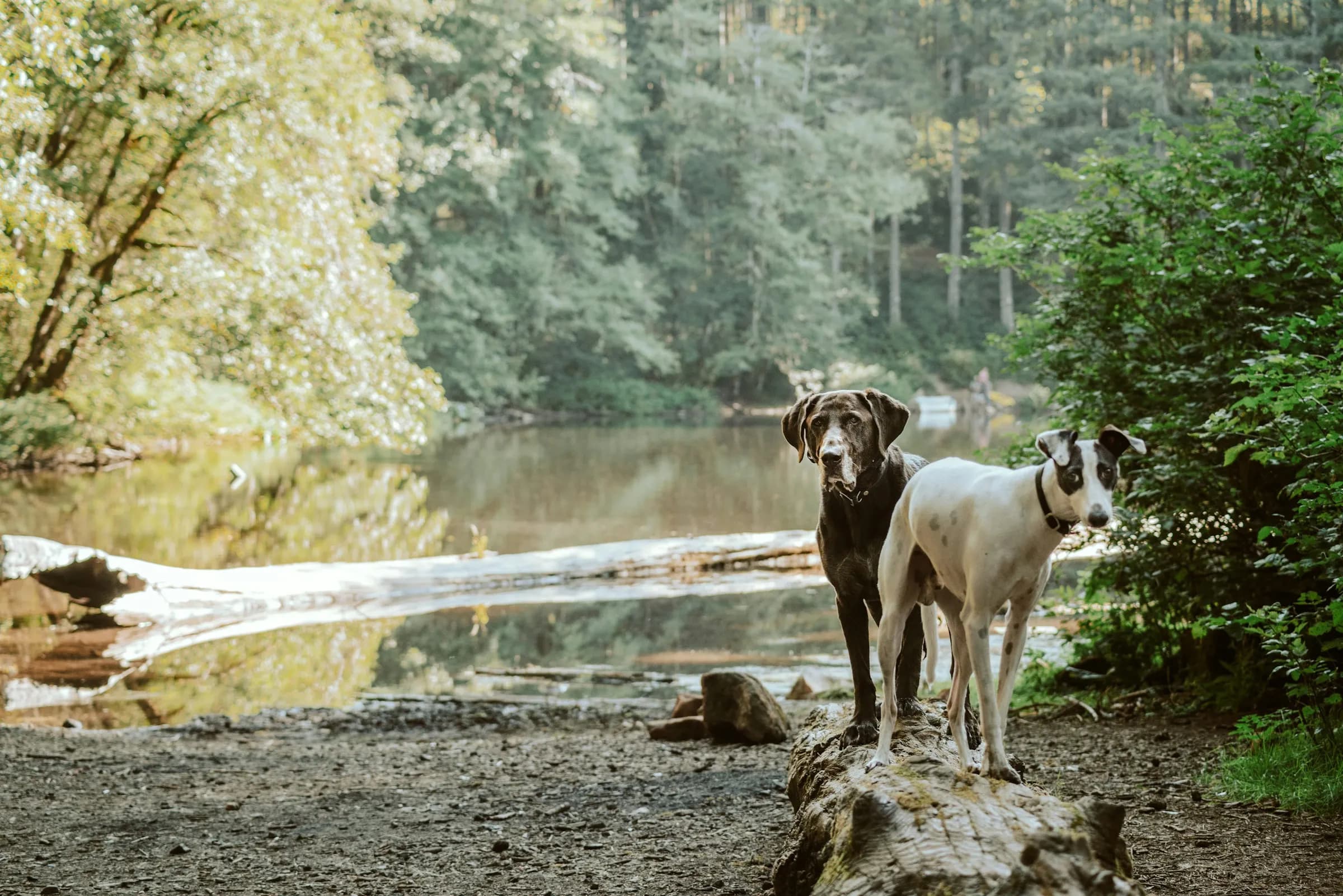 Two dogs standing on a log beside a calm woodland lake near West Lothian