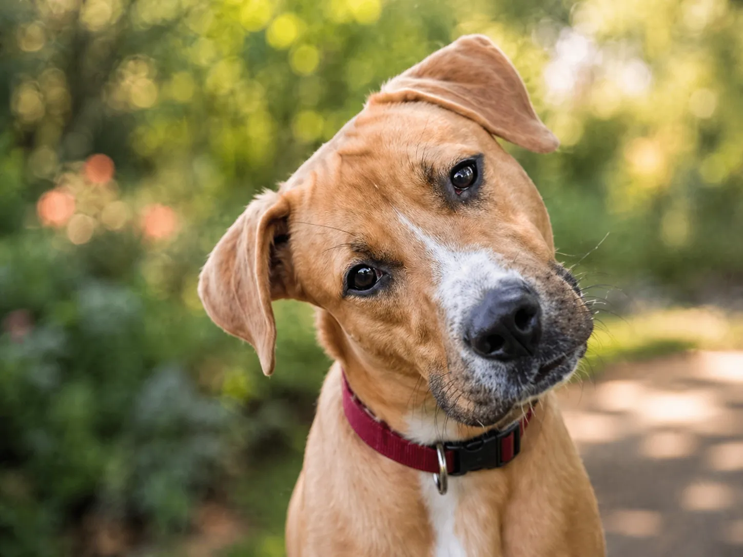 A curious tan dog tilting its head on a sunlit path